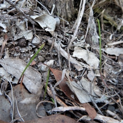 Lyperanthus suaveolens (Brown Beaks) at Aranda, ACT - 15 Apr 2017 by CathB