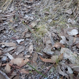 Lyperanthus suaveolens at Undefined Area - suppressed