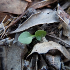 Diplodium ampliatum (Large Autumn Greenhood) at Aranda Bushland - 15 Apr 2017 by CathB