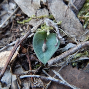 Acianthus collinus at Aranda, ACT - 15 Apr 2017