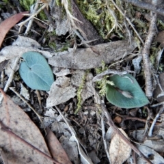 Acianthus collinus at Aranda, ACT - 15 Apr 2017