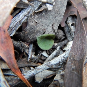 Acianthus collinus at Aranda, ACT - suppressed