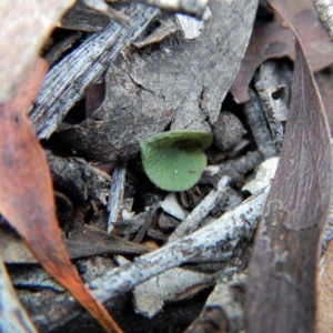 Acianthus collinus at Aranda, ACT - 15 Apr 2017