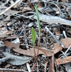 Bunochilus umbrinus (Broad-sepaled Leafy Greenhood) at Aranda, ACT - 15 Apr 2017 by CathB