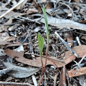 Bunochilus umbrinus (ACT) = Pterostylis umbrina (NSW) at suppressed - 15 Apr 2017