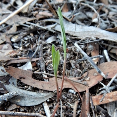 Bunochilus umbrinus (ACT) = Pterostylis umbrina (NSW) (Broad-sepaled Leafy Greenhood) at Aranda, ACT by CathB