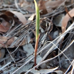 Bunochilus umbrinus (ACT) = Pterostylis umbrina (NSW) at suppressed - 15 Apr 2017