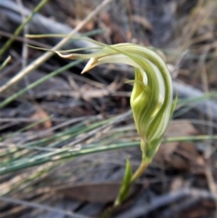 Diplodium ampliatum (Large Autumn Greenhood) at Aranda, ACT - 15 Apr 2017 by CathB