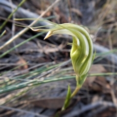 Diplodium ampliatum (Large Autumn Greenhood) at Aranda Bushland - 15 Apr 2017 by CathB