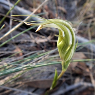 Diplodium ampliatum (Large Autumn Greenhood) at Aranda Bushland - 15 Apr 2017 by CathB