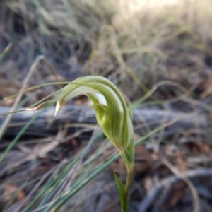 Diplodium ampliatum at Aranda, ACT - suppressed