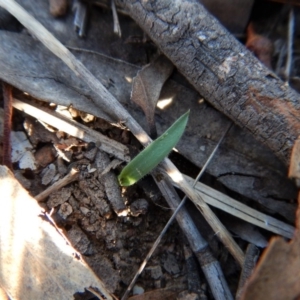 Cyanicula caerulea at Belconnen, ACT - 15 Apr 2017