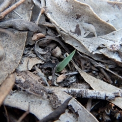 Cyanicula caerulea at Belconnen, ACT - 15 Apr 2017