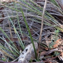 Diuris sulphurea (Tiger Orchid) at Cook, ACT - 16 Apr 2017 by CathB