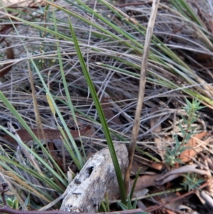 Diuris sulphurea at Cook, ACT - suppressed