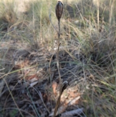 Diuris sulphurea at Cook, ACT - suppressed