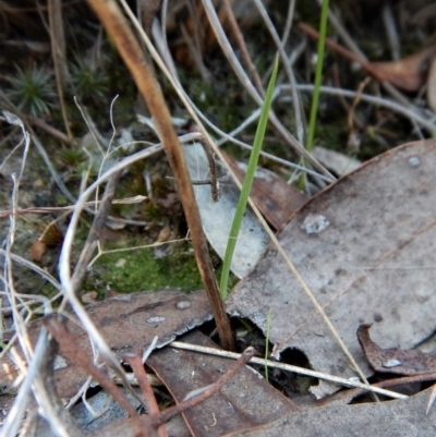 Diuris nigromontana (Black Mountain Leopard Orchid) at Mount Painter - 16 Apr 2017 by CathB