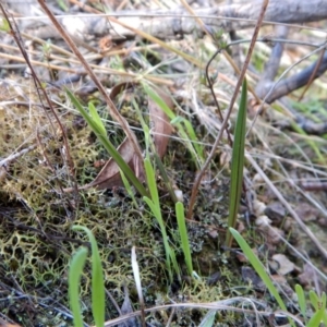 Thelymitra nuda at Cook, ACT - suppressed