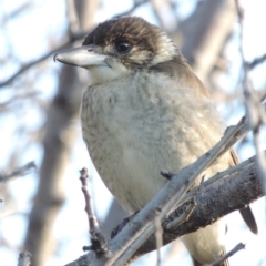 Cracticus torquatus (Grey Butcherbird) at Paddys River, ACT - 15 Apr 2017 by michaelb