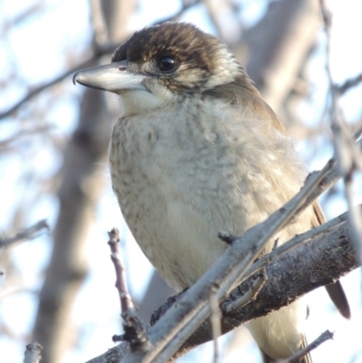 Cracticus torquatus (Grey Butcherbird) at Point Hut to Tharwa - 15 Apr 2017 by michaelb