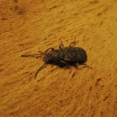 Meryx aequalis at Urambi Hills - 14 Apr 2017 09:40 PM