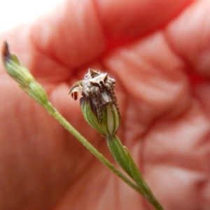 Dolophones sp. (genus) at Point 3852 - 13 Apr 2017