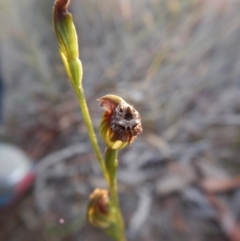 Dolophones sp. (genus) at Point 3852 - 13 Apr 2017