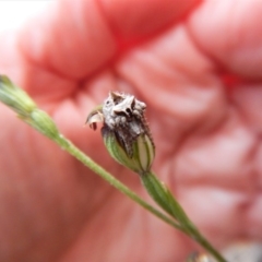 Dolophones sp. (genus) at Point 3852 - 13 Apr 2017