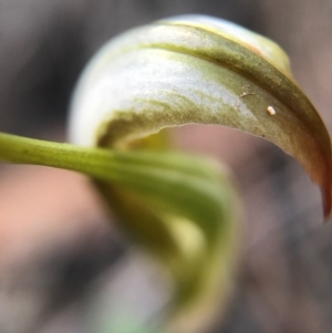 Diplodium sp. at Mount Majura - 17 Apr 2017