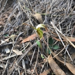 Diplodium sp. at Mount Majura - 17 Apr 2017