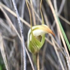 Diplodium sp. at Mount Majura - suppressed