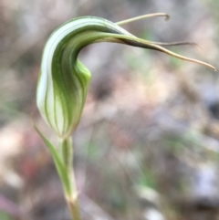 Diplodium ampliatum (Large Autumn Greenhood) at Hackett, ACT - 17 Apr 2017 by AaronClausen