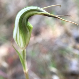 Diplodium ampliatum at Hackett, ACT - suppressed