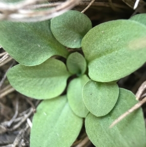 Diplodium ampliatum at Hackett, ACT - suppressed