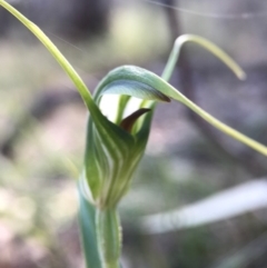 Diplodium laxum (Antelope greenhood) at Mount Majura - 17 Apr 2017 by AaronClausen