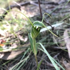 Diplodium laxum at Hackett, ACT - 17 Apr 2017