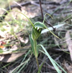 Diplodium laxum at Hackett, ACT - 17 Apr 2017