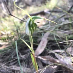 Diplodium laxum at Hackett, ACT - 17 Apr 2017