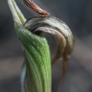 Diplodium ampliatum at Hackett, ACT - suppressed