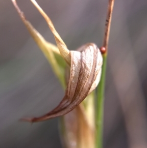 Diplodium ampliatum at Hackett, ACT - suppressed