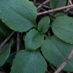 Diplodium ampliatum at Hackett, ACT - suppressed