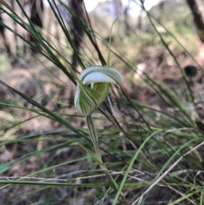 Diplodium ampliatum (Large Autumn Greenhood) at Mount Majura - 17 Apr 2017 by AaronClausen