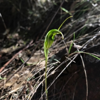 Diplodium ampliatum (Large Autumn Greenhood) at Hackett, ACT - 17 Apr 2017 by AaronClausen