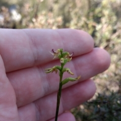 Corunastylis cornuta (Horned Midge Orchid) at Mount Jerrabomberra - 17 Apr 2017 by MattM