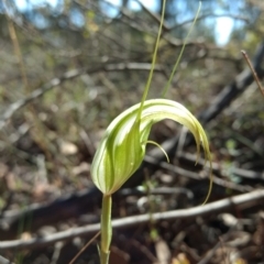 Diplodium ampliatum (Large Autumn Greenhood) at Jerrabomberra, NSW - 17 Apr 2017 by MattM