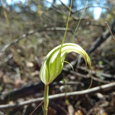 Diplodium ampliatum (Large Autumn Greenhood) at Mount Jerrabomberra QP - 17 Apr 2017 by MattM