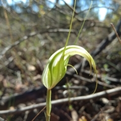 Diplodium ampliatum (Large autumn greenhood) at Jerrabomberra, NSW - 17 Apr 2017 by MattM