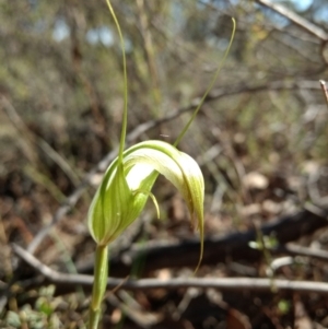 Diplodium ampliatum at Jerrabomberra, NSW - suppressed