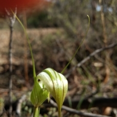 Diplodium ampliatum at Jerrabomberra, NSW - 17 Apr 2017