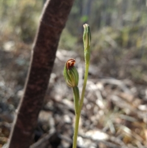Speculantha rubescens at Jerrabomberra, NSW - 17 Apr 2017